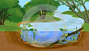 Landscape with cross-section of river. Freshwater river biotope with Yellow water-lily Nuphar lutea plants